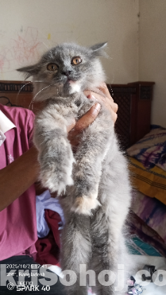 পারসিয়ান ক্যাট